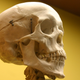 Illustration for article titled Your Bones Secrete a Hormone That Can Make You Panic, Scientists Findi/i